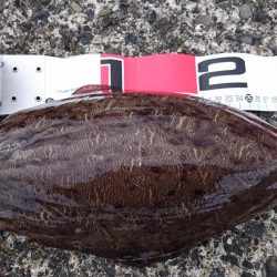 足元でモンゴウ